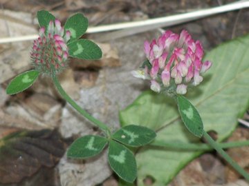 Trifolium pratense